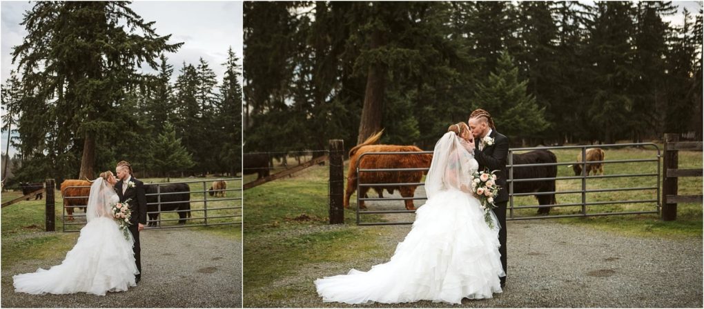 Premier snohomish & seattle wedding photographer | gsquared weddings photography a bride and groom kiss and embrace in front of a metal gate with grazing cows and tall evergreens behind them capturing a romantic snohomish seattle wedding moment The bride wears a white gown and veil the groom is in a black suit | serving snohomish seattle                   & beyond