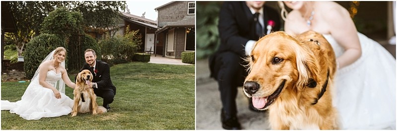 Premier snohomish & seattle wedding photographer | gsquared weddings photography a bride and groom in wedding attire pose outdoors with a happy golden retriever the second image is a close up of the dog with the couple smiling in the blurred background at their snohomish seattle wedding engagement | serving snohomish seattle                   & beyond