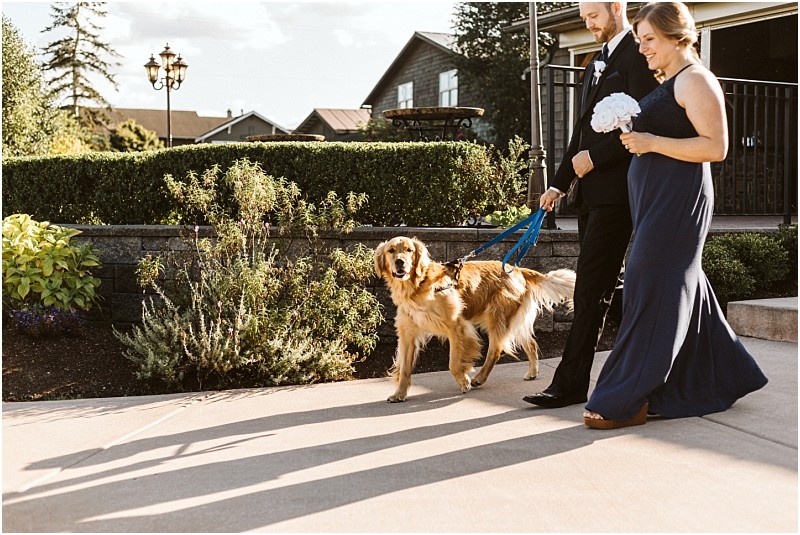 Premier snohomish & seattle wedding photographer | gsquared weddings photography a man in a suit and a woman in a navy dress walk a golden retriever on a blue leash outdoors on a sunny day possibly at a snohomish wedding or engagement Shrubs and a building are in the background | serving snohomish seattle                   & beyond