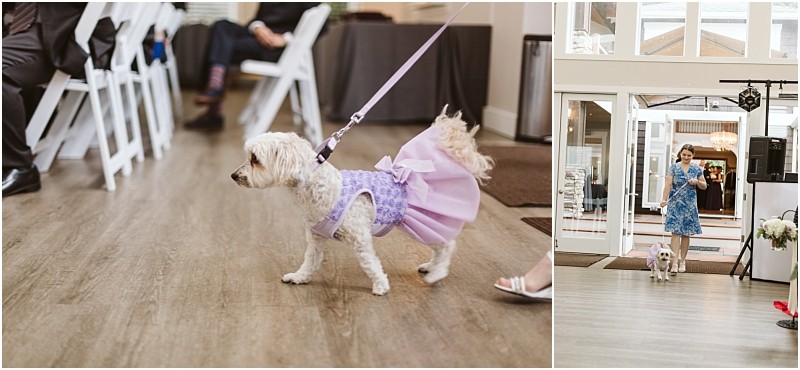 Premier snohomish & seattle wedding photographer | gsquared weddings photography a small white dog in a lavender dress walks on a leash indoors at a snohomish wedding event with people seated and someone leading the dog visible in the background | serving snohomish seattle                   & beyond