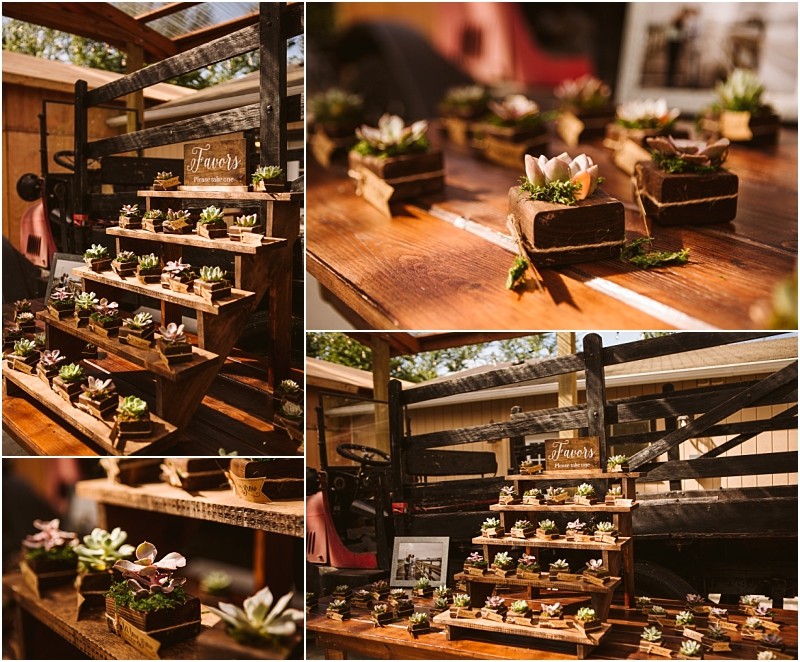 Wooden shelves display small succulent plants in rustic holders each arranged as party favors The charming setup is outdoors in snohomish next to a vintage vehicle with sunlight casting a warm glow over the scene Snohomish wedding photography
