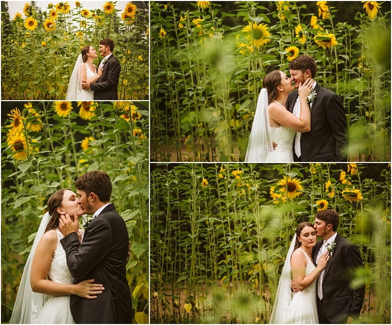 A collage of four wedding photos shows a bride and groom in a snohomish sunflower field embracing kissing and gazing at each other lovingly among the tall blooming sunflowers Snohomish wedding photography
