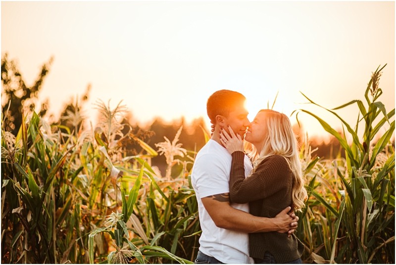 A couple embraces and kisses in a snohomish cornfield at sunset with golden sunlight shining behind them and tall green stalks surrounding them Snohomish wedding photography