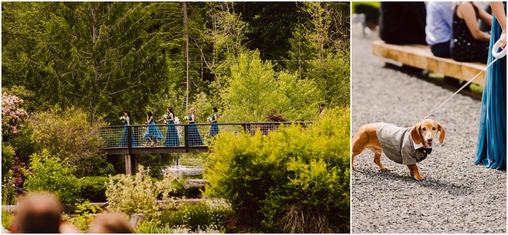 Snohomish Wedding Photographer GSquared Weddings A split image On the left a group of bridesmaids in blue dresses walk across a bridge in a lush garden setting On the right a small dog in a gray suit is being led on a leash on a gravel path Serving Seattle Snohomish and Washington State Snohomish Wedding Photographer GSquared Weddings A split image: On the left, a group of bridesmaids in blue dresses walk across a bridge in a lush garden setting. On the right, a small dog in a gray suit is being led on a leash on a gravel path. Serving Seattle, Snohomish and Washington State