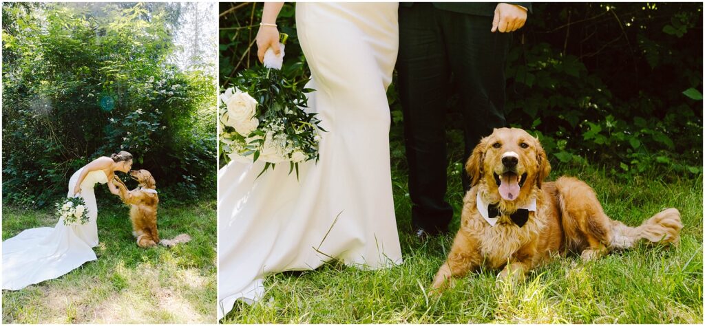 Snohomish Wedding Photographer GSquared Weddings A bride in a white dress and a groom in a dark suit pose outdoors with a golden retriever. The bride kneels to the dog, holding its paw. The dog, wearing a bow tie, sits happily on grass beside them. Serving Seattle, Snohomish and Washington State