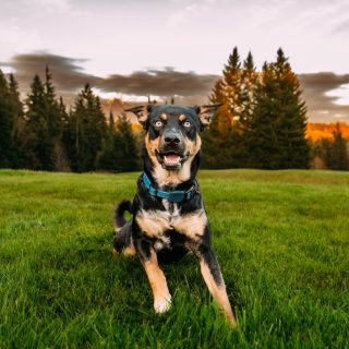 Are we pet/dog friendly??

I'll answer that with a quick personal share, because I know a few people like photos of our pups :) 

These are the newest two in our dog pack of 4: Bear (rottsky, 10mo) and Indigo Grey (heeler, 13mo). 

They are the best exercise and editing buddies (Bear likes to just lean on my legs and watch, Indie prefers to get in my chair if I get up and actually "help" by trying to use the keyboard. She turned a whole session green once.) 

Between them and the personalities of our other 2 (a 6yo black lab and our 2yo grand pup who is a toy mini Aussie) we have a lot of experience with a ton of the different energy levels and personalities that dogs can have. 

That means we have the patience (and the love of puppy kisses) to thoroughly enjoy sessions and weddings with dogs. ❤️