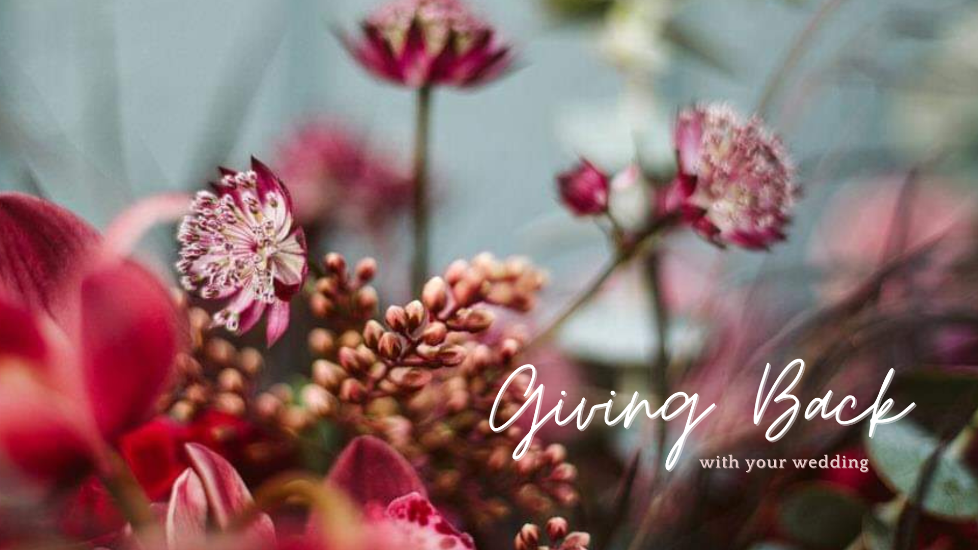 Snohomish Wedding Photographer GSquared Weddings A close-up of a floral arrangement featuring pink and red flowers and berries. The text Give Back with Your Wedding is elegantly scripted in white on the right side, adding a touch of grace to the heartfelt message. Serving Seattle, Snohomish and Orlando