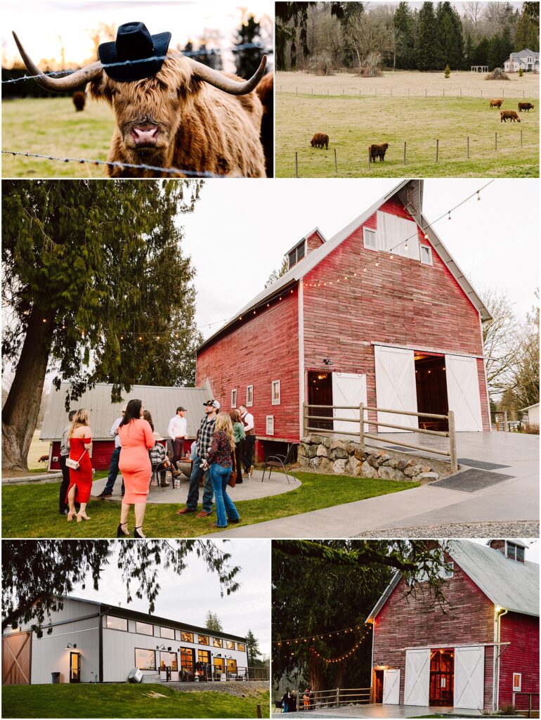 Snohomish wedding photographer gsquared weddings collage of farm scenes a highland cow sporting a hat cows grazing in machiass verdant fields friends gathering near a red barn twinkling with string lights a modern farm structure and an illuminated red barn at dusk Serving seattle snohomish and washington state Snohomish wedding photographer gsquared weddings collage of farm scenes a highland cow sporting a hat cows grazing in machiass verdant fields friends gathering near a red barn twinkling with string lights a modern farm structure and an illuminated red barn at dusk Serving seattle snohomish and washington state