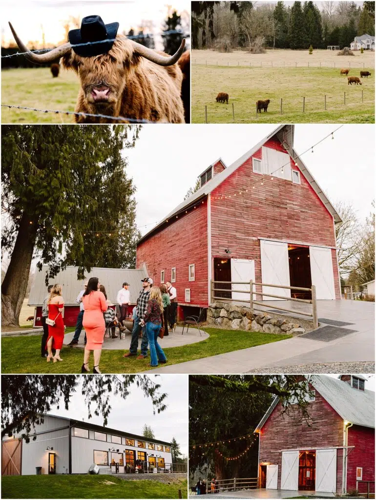 Snohomish Wedding Photographer GSquared Weddings Collage of farm scenes A highland cow sporting a hat cows grazing in Machiass verdant fields friends gathering near a red barn twinkling with string lights a modern farm structure and an illuminated red barn at dusk Serving Seattle Snohomish and Washington State Snohomish Wedding Photographer GSquared Weddings Collage of farm scenes: A highland cow sporting a hat; cows grazing in Machiass verdant fields; friends gathering near a red barn twinkling with string lights; a modern farm structure; and an illuminated red barn at dusk. Serving Seattle, Snohomish and Washington State