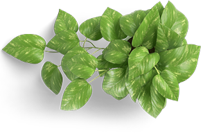 Trailing green leafy houseplant with glossy variegated leaves and a soft shadow beneath it.